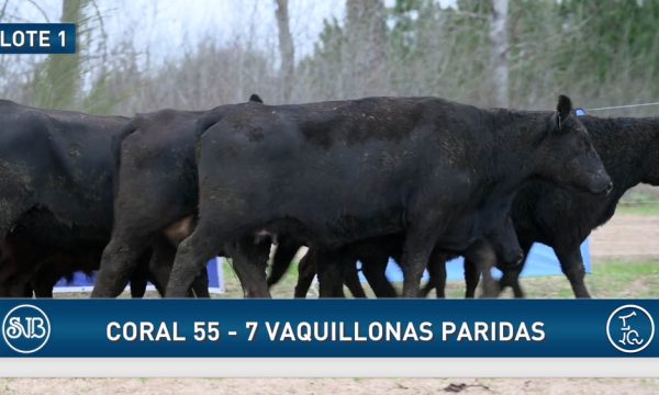 LOTE 01 - 7 VAQUILLONAS