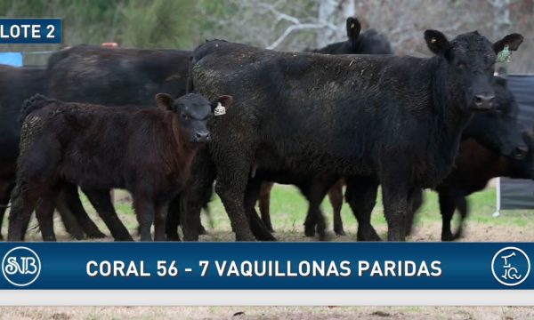 LOTE 02 - 7 VAQUILLONAS
