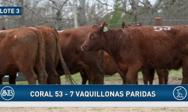 LOTE 03 - 7 VAQUILLONAS