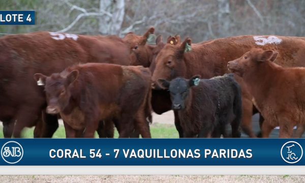LOTE 04 - 7 VAQUILLONAS