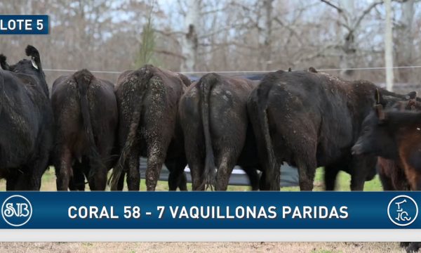 LOTE 05 - 7 VAQUILLONAS