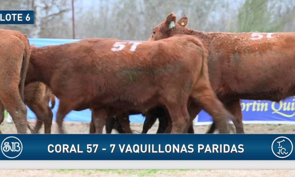 LOTE 06 - 7 VAQUILLONAS