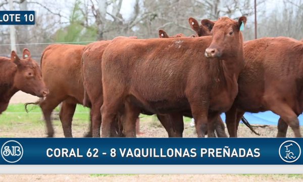 LOTE 10 - 8 VAQUILLONAS