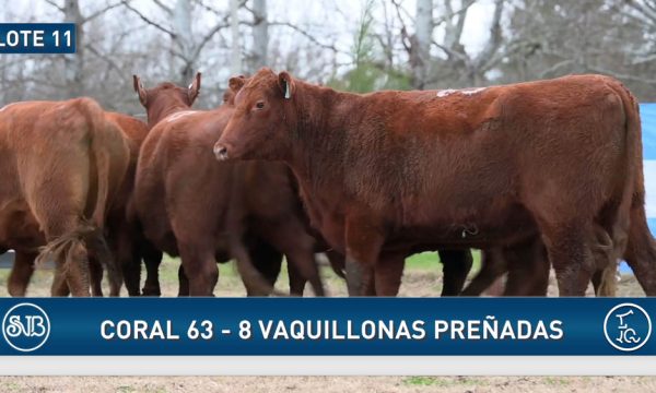 LOTE 11 - 8 VAQUILLONAS