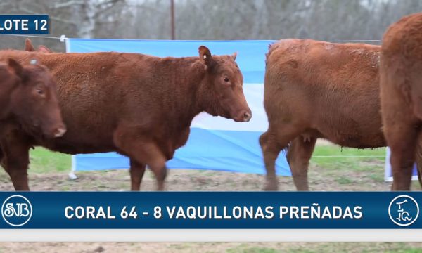 LOTE 12 - 8 VAQUILLONAS