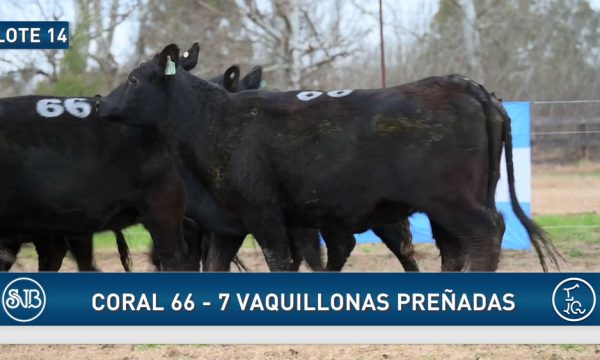 LOTE 14 - 7 VAQUILLONAS