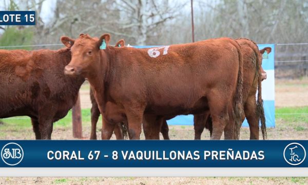 LOTE 15 - 8 VAQUILLONAS