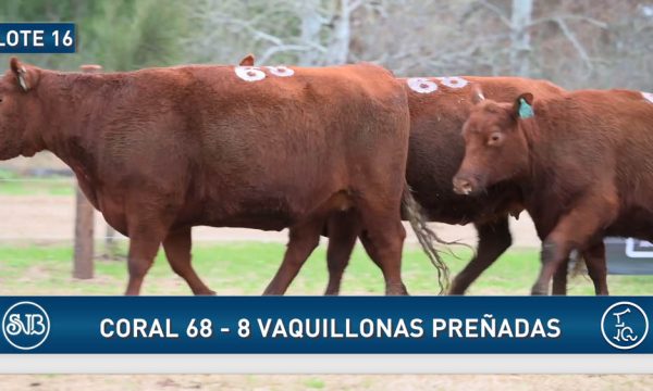 LOTE 16 - 8 VAQUILLONAS