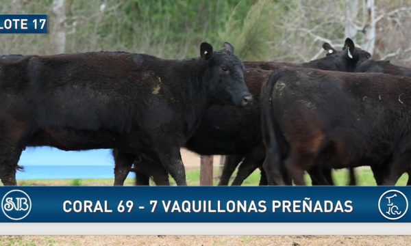 LOTE 17 - 7 VAQUILLONAS