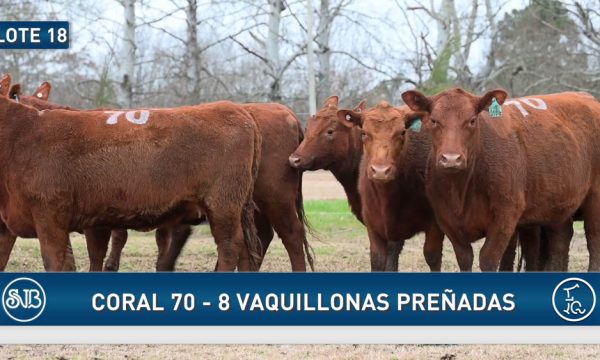LOTE 18 - 8 VAQUILLONAS